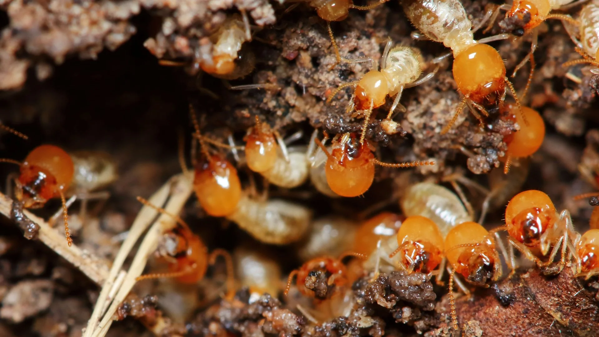 3 Common Types of Termites in Florida