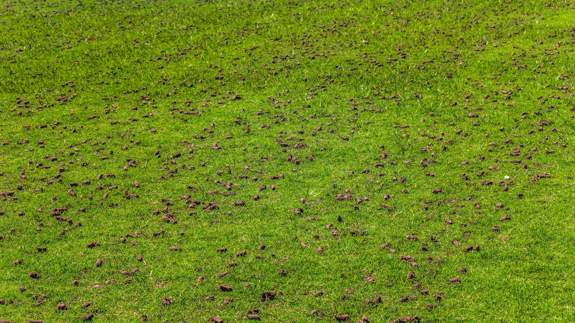 Have Warm-Season Grass? Spring Is the Time to Aerate