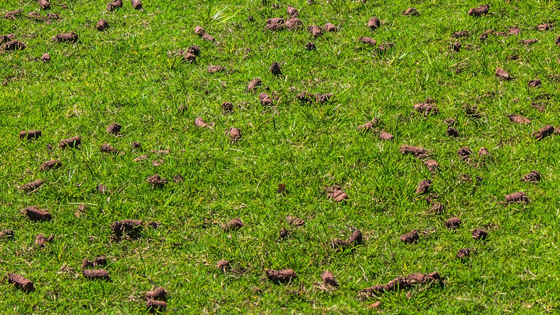 The Pros & Cons of How Core Aeration Impacts Your Lawn