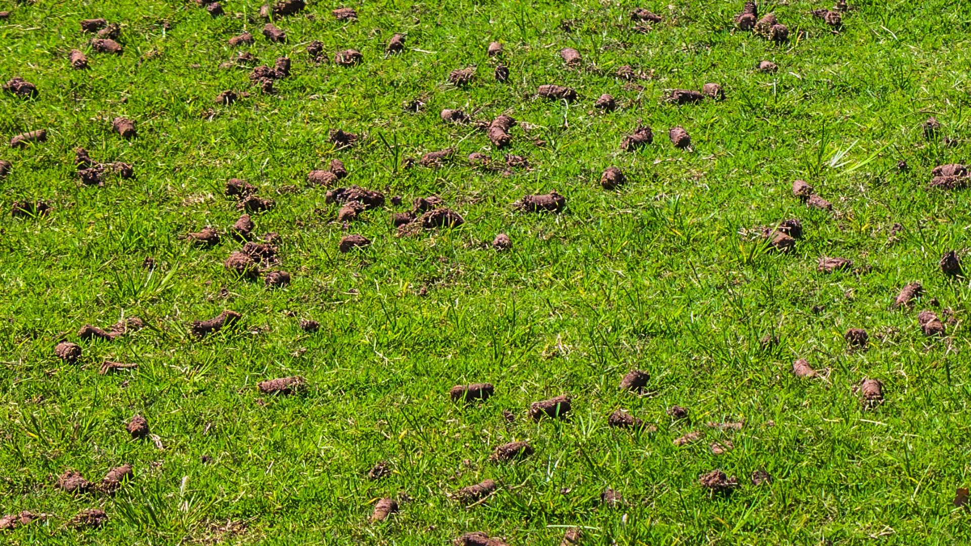 What to Do in Preparation for Core Aeration