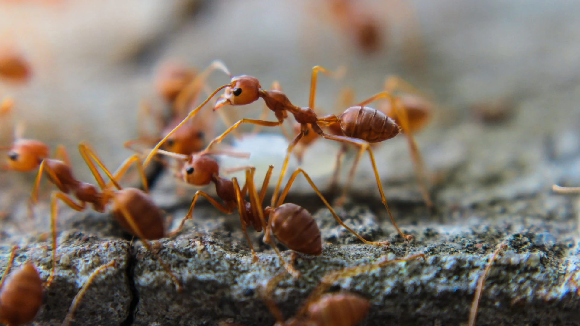 Ant infestation found over a property in The Villages, FL. 