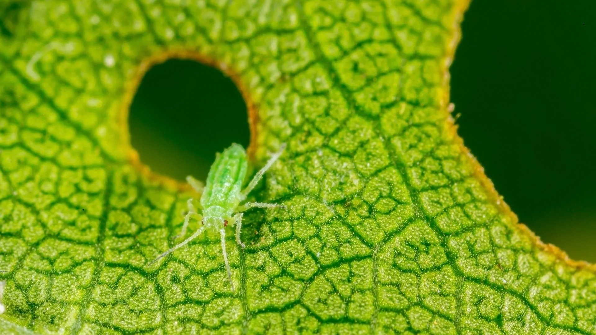 Aphid eating leaf in a tree in The Villages, FL.