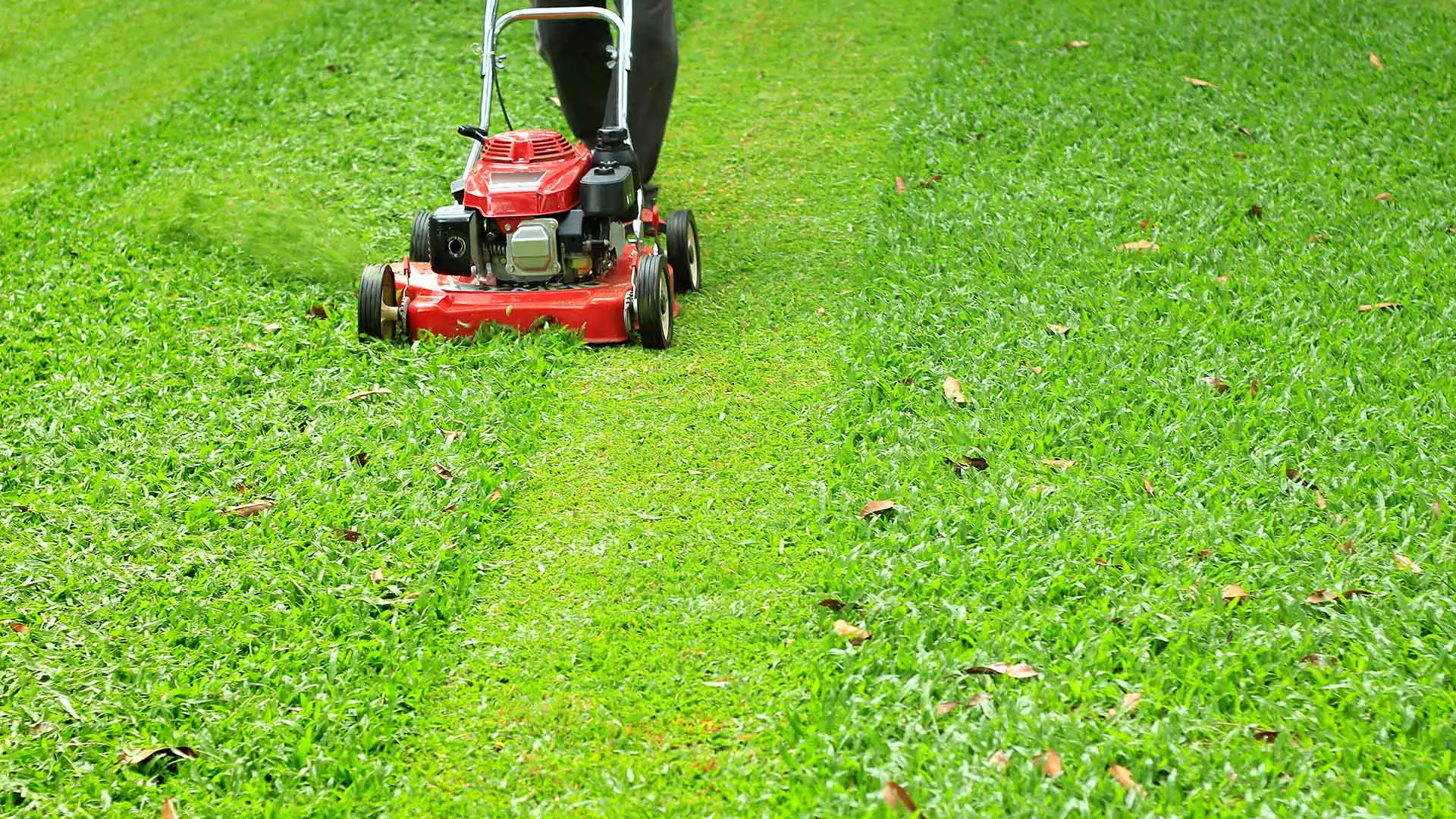 A healthy, lush lawn is being mowed in The Villages, FL.