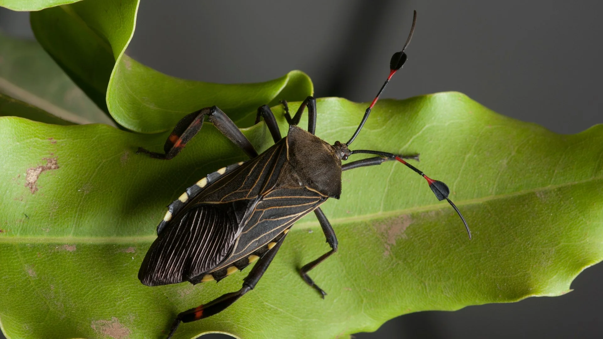 What Does Chinch Bug Damage Look Like & How Can You Fix It?