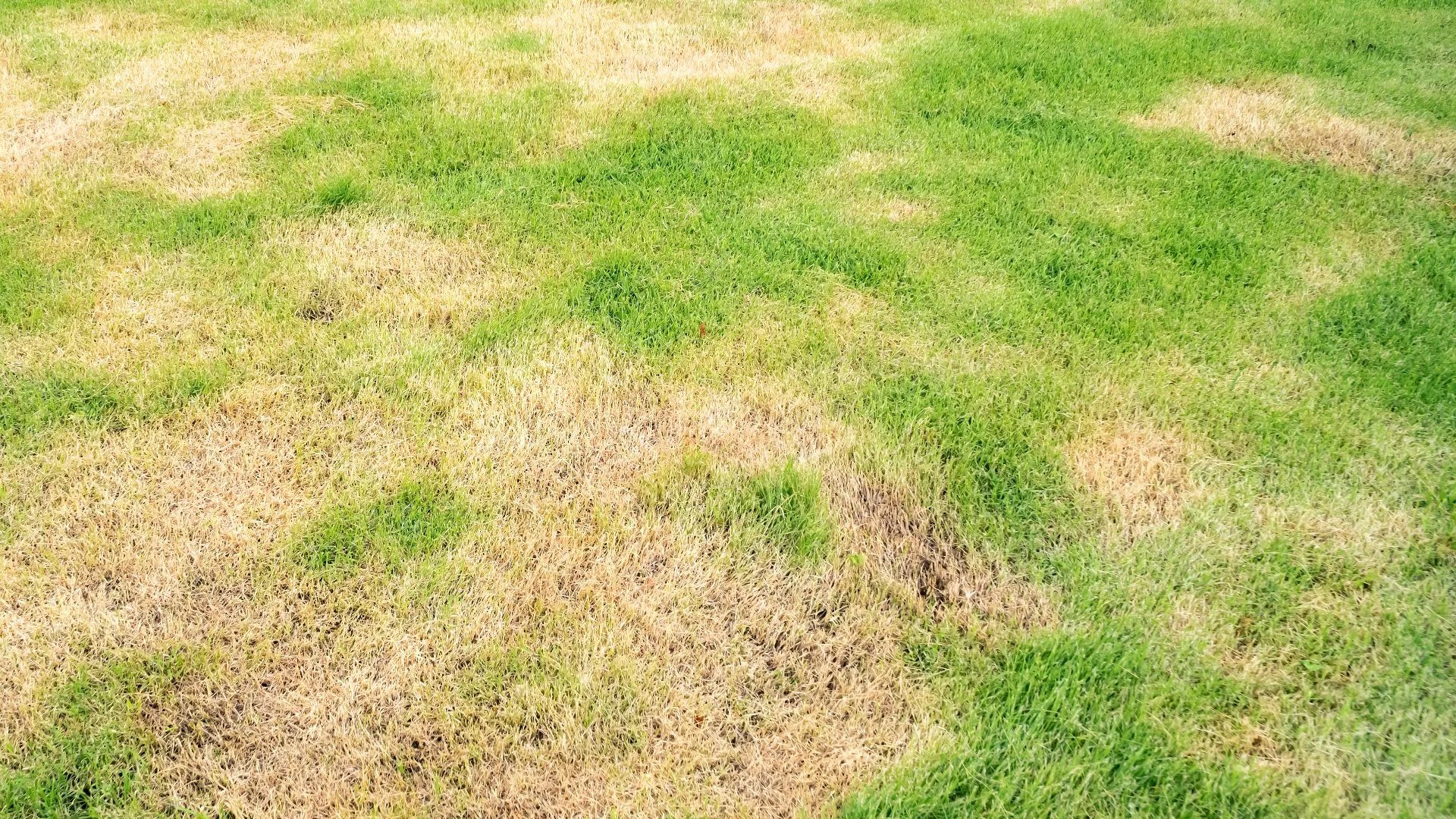 What Can You Do to Ensure Lawn Diseases Don't Develop?