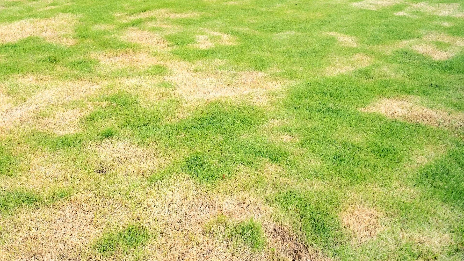 Does Brown Patch Lawn Disease Spread?
