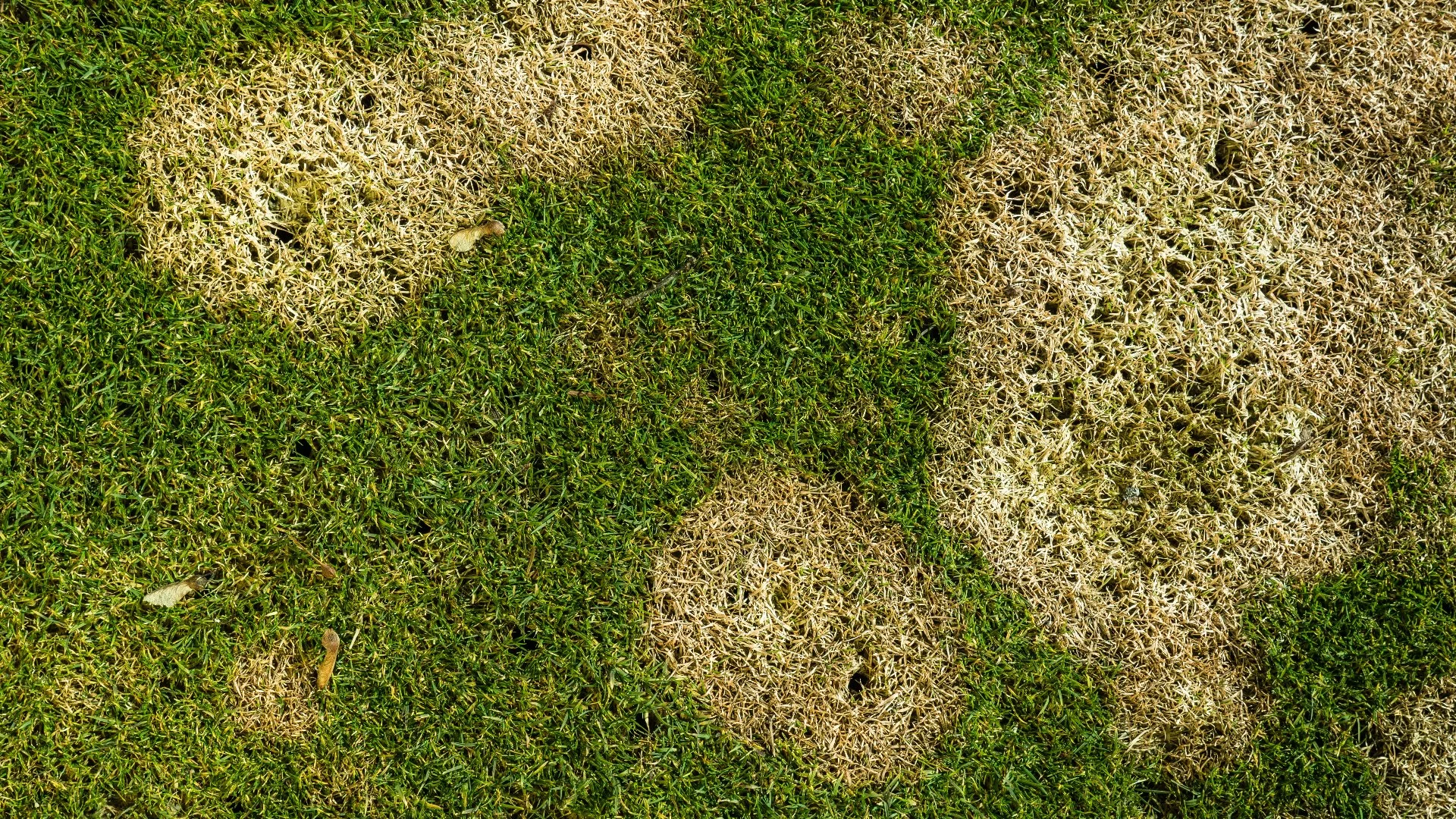 3 Common Lawn Diseases in The Villages, FL to Be Aware Of