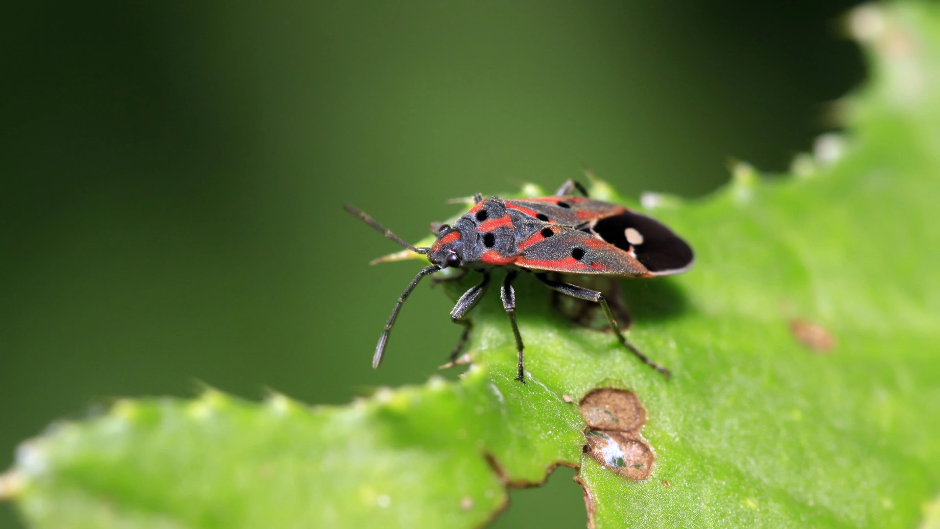 Chinch bug invasion in Lady Lake, FL.