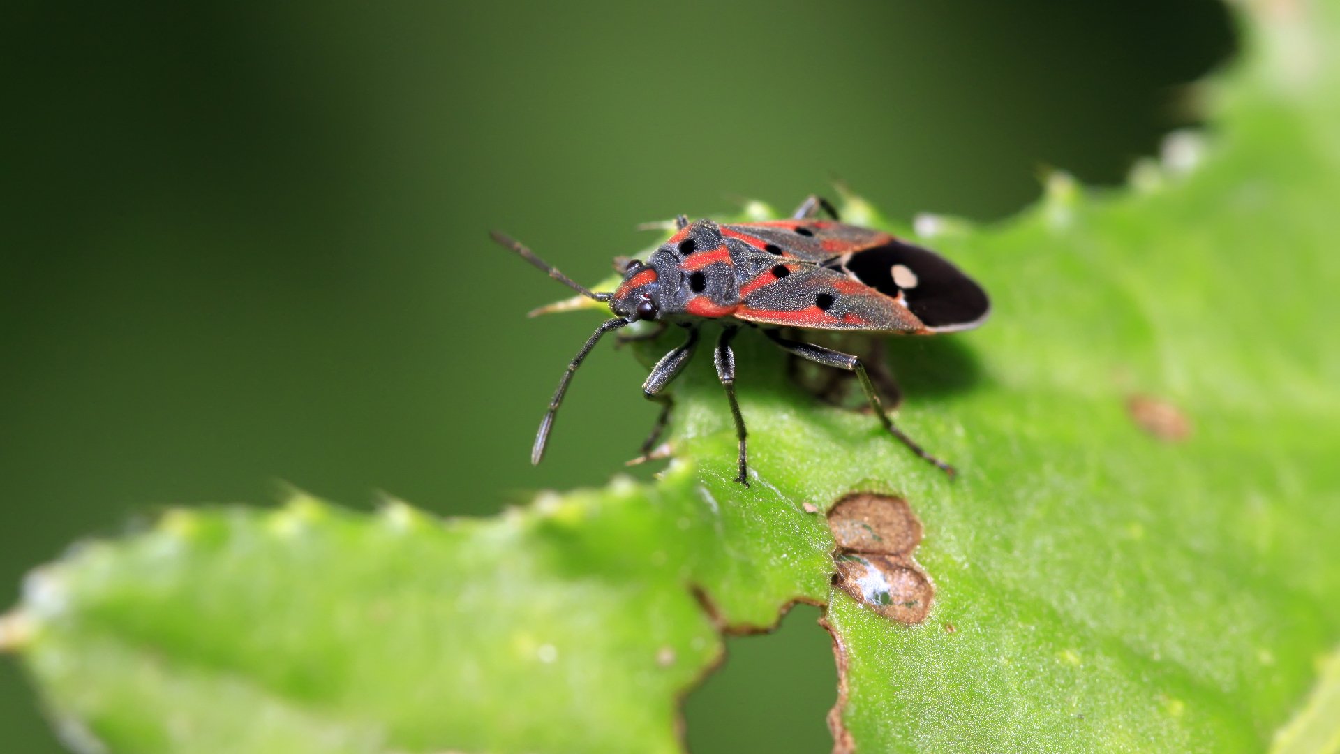 Chinch Bugs May Be Tiny but They Can Cause Extensive Damage to Your Lawn!