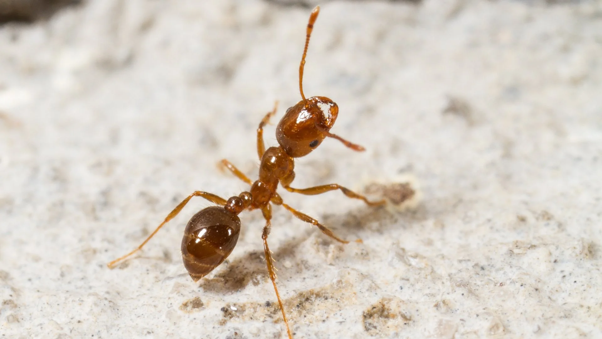 Will Fire Ants Eventually Go Away On Their Own?