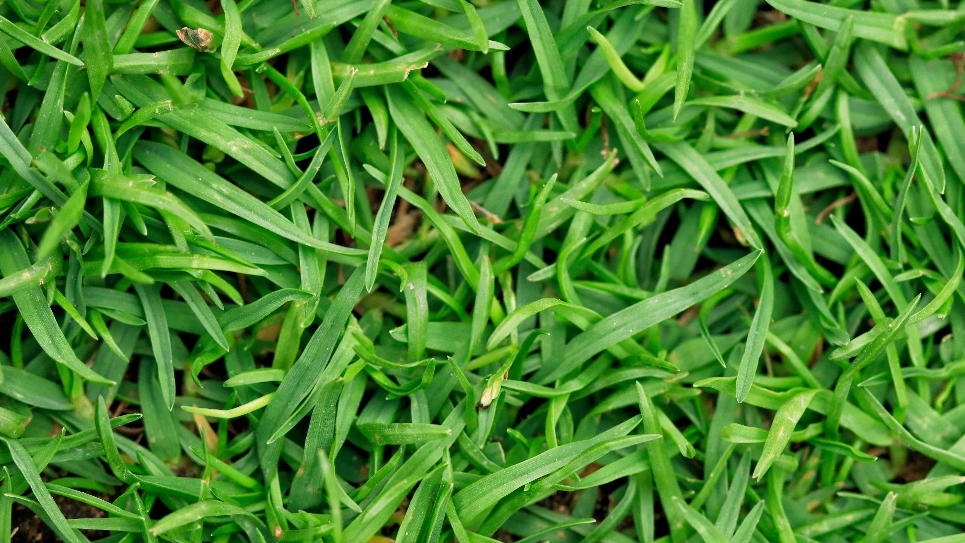 What Type of Fertilizer Is Best for Your Lawn in the Spring?