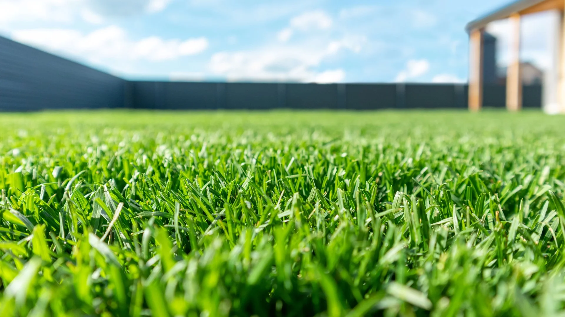 Should You Water Your Lawn After Fertilization?