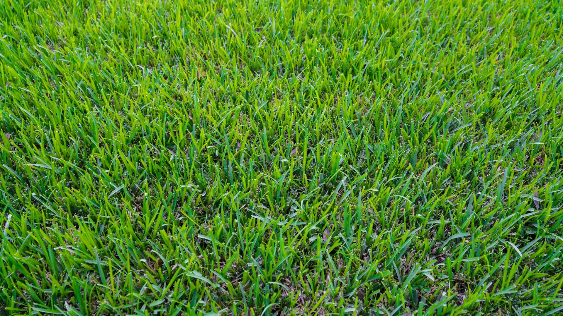 Fertilizers Supply These Primary Nutrients to Your Lawn