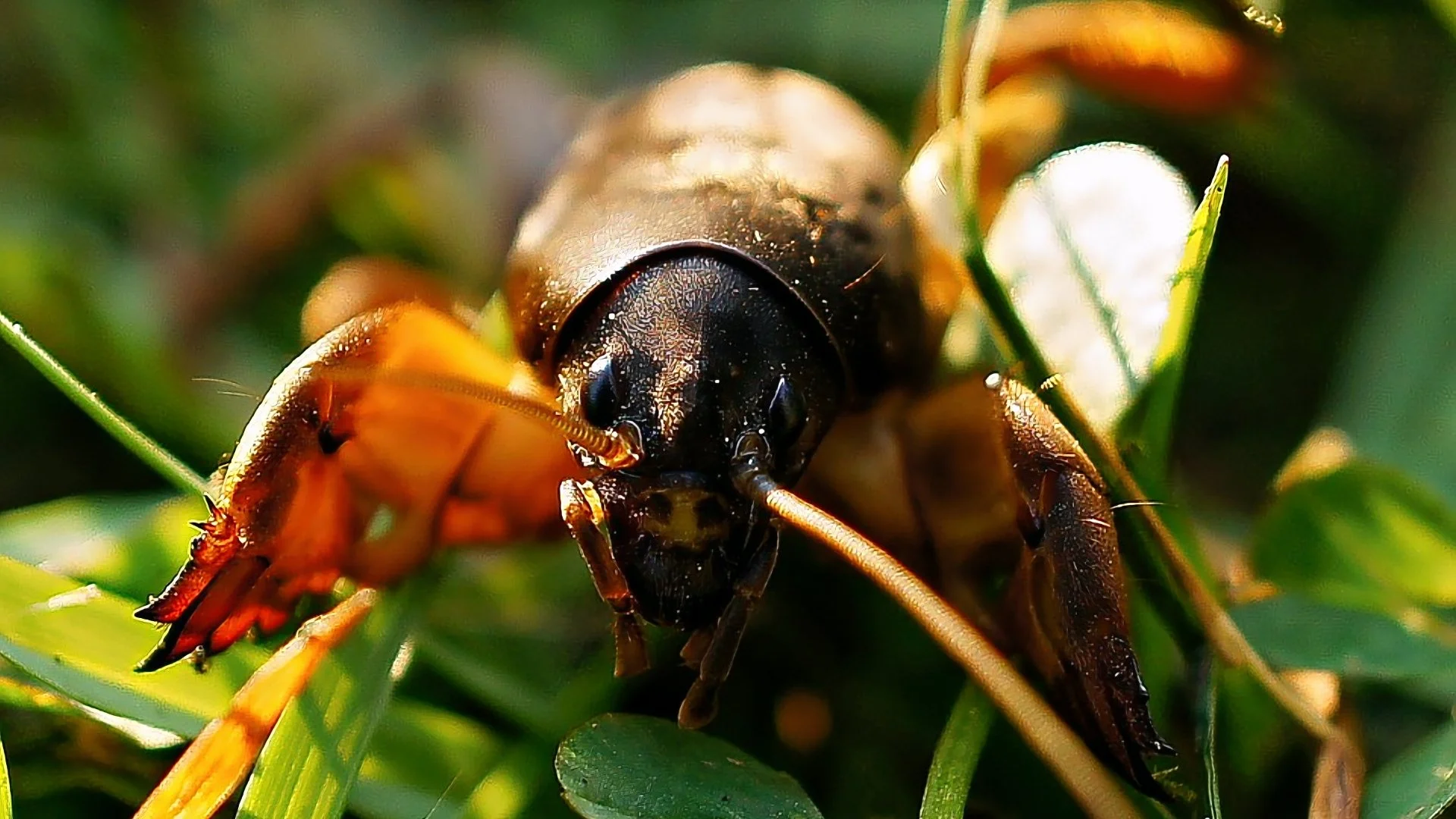 Why Are Mole Crickets Bad?