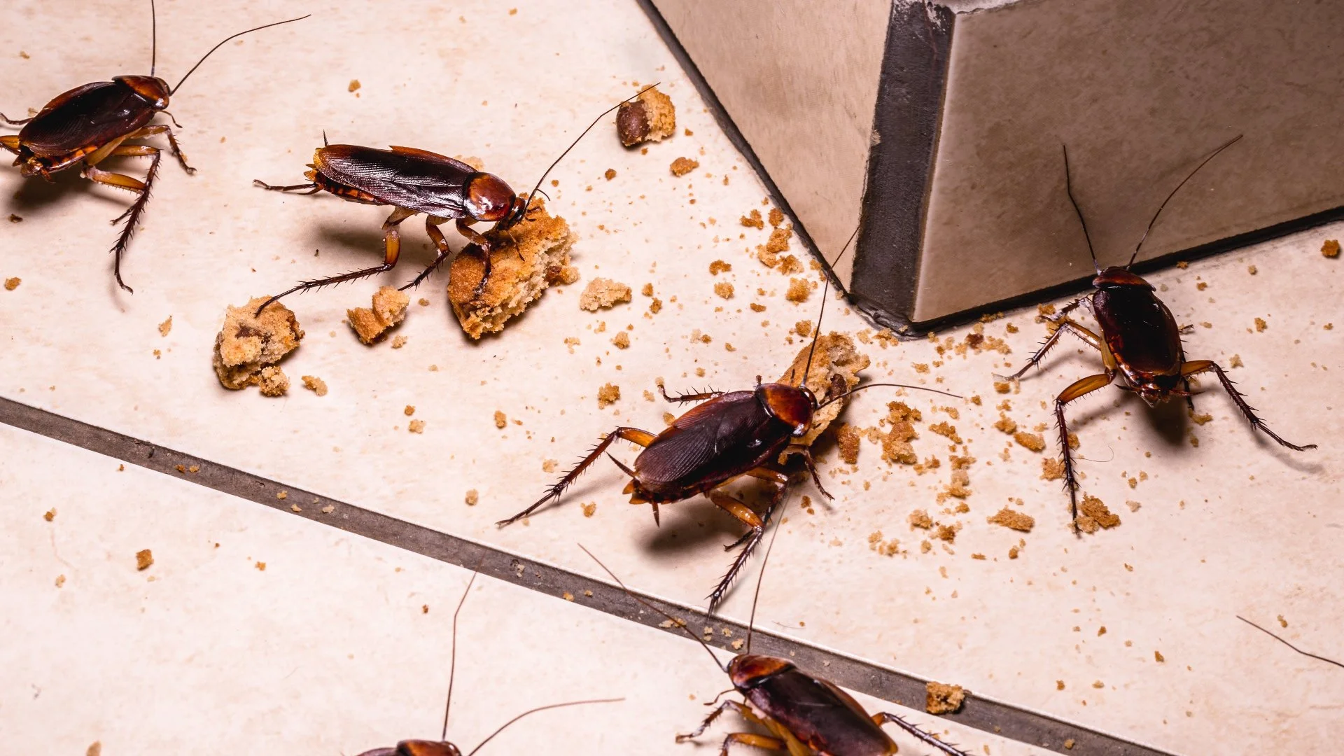 Does Your Home Have a Cockroach Infestation? Look for These Signs