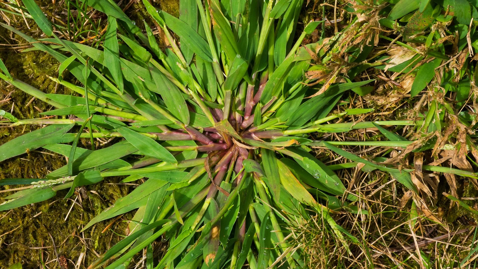 What Does Crabgrass Look Like & How Do You Control It?