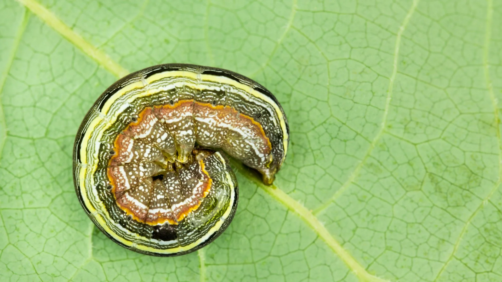 What Are Armyworms & How Do They Damage Lawns?