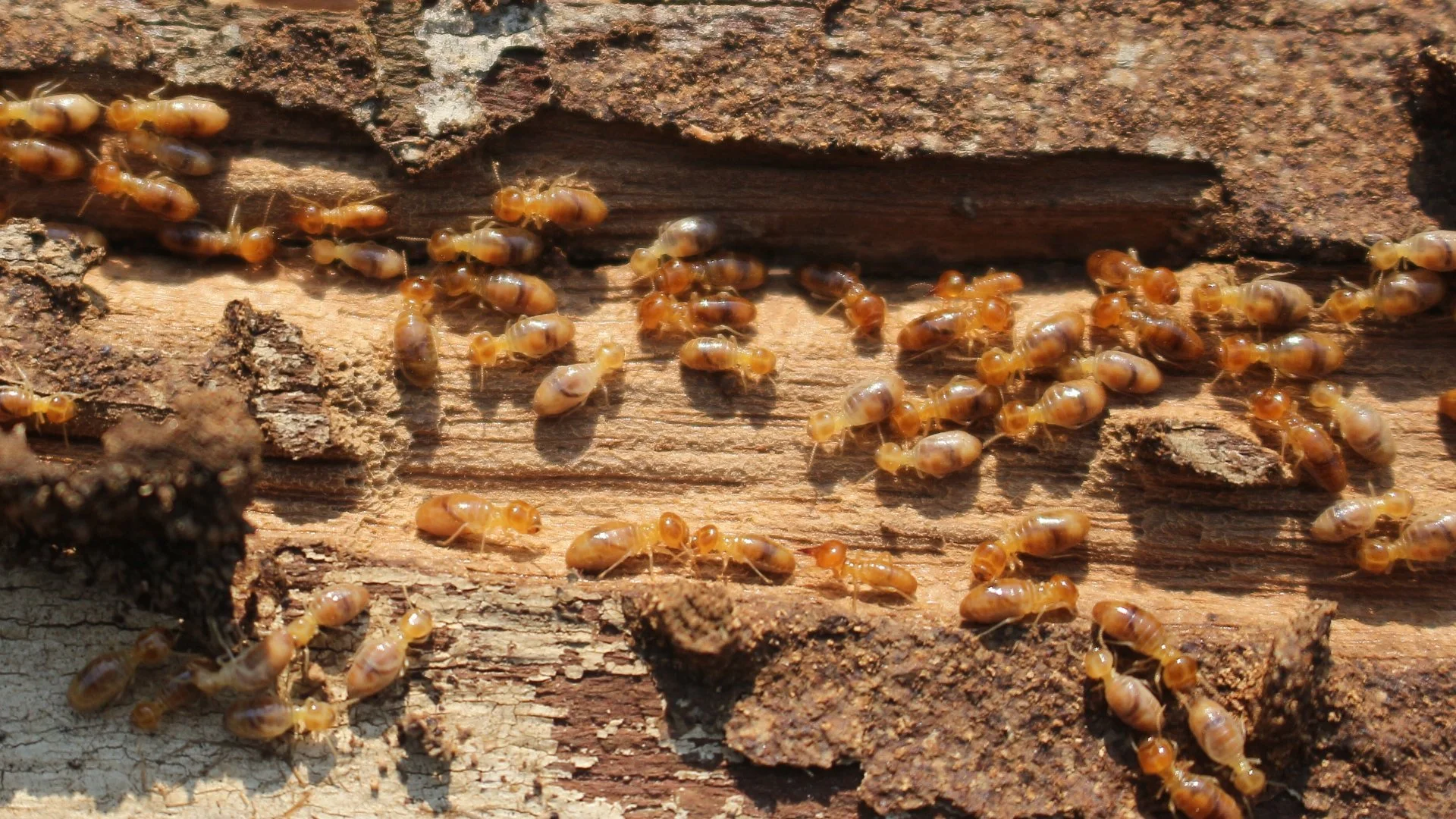 How Often Should You Get a Termite Inspection?