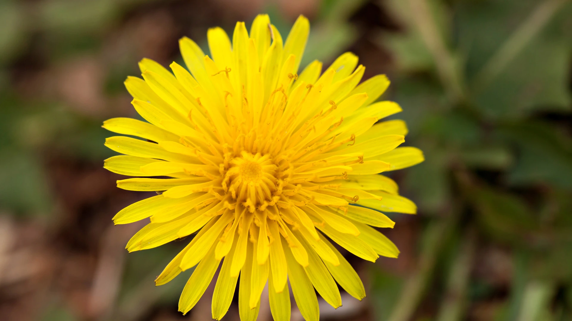 Dandelion weed growing in a landscape bed in Lady Lake, FL.