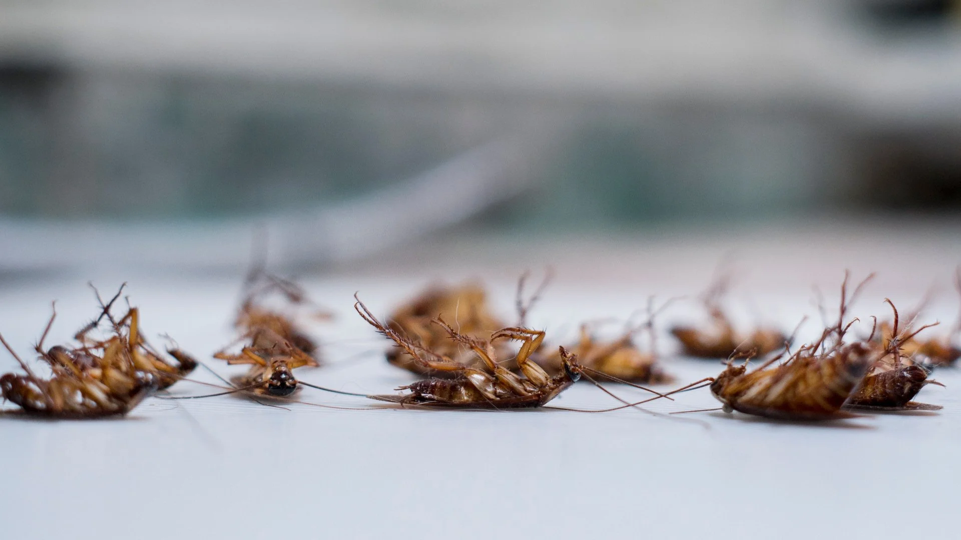 Things You Can Do to Keep Roaches Out of Your Home