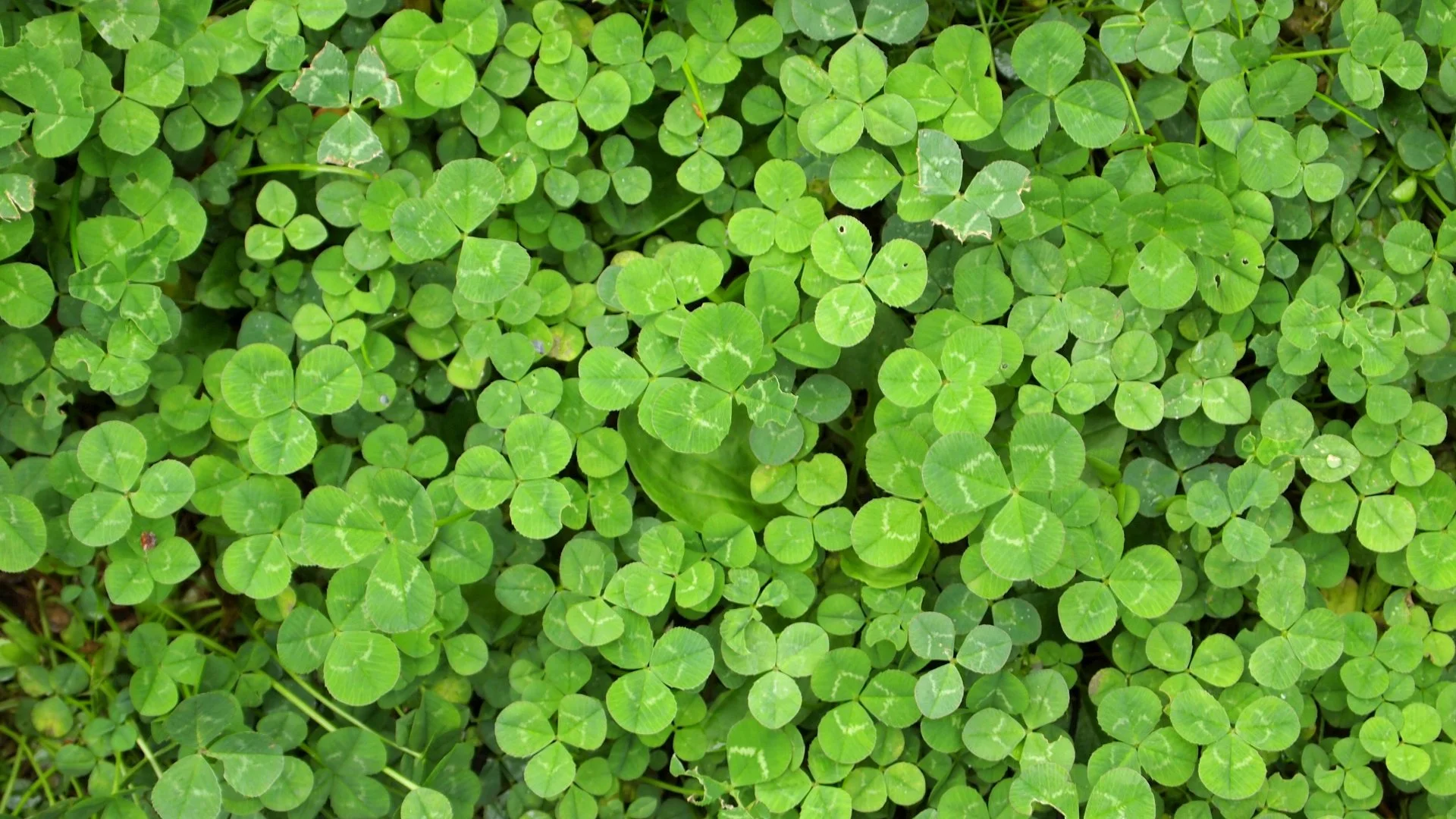 How Do Broadleaf Weeds Differ From Grassy Weeds?