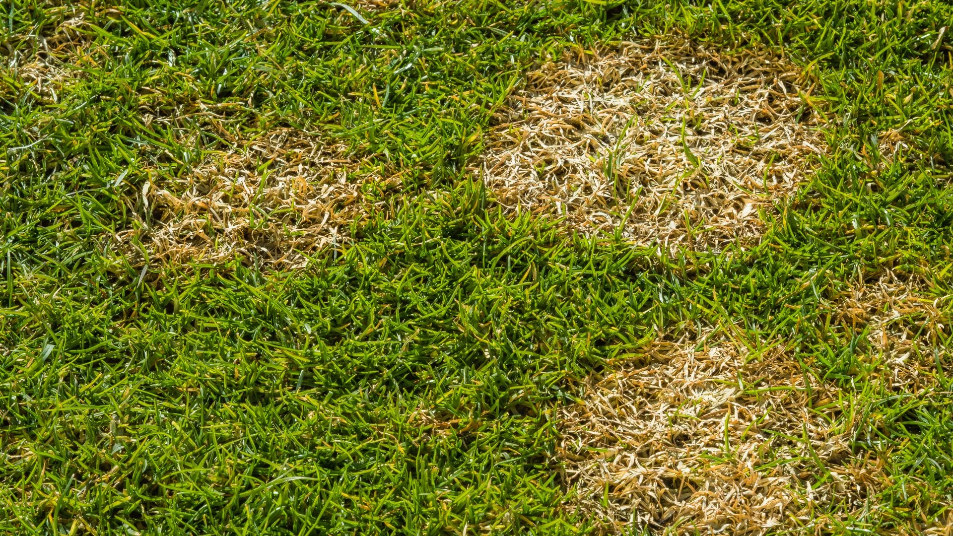 Everything You Need to Know About Dollar Spot Lawn Disease