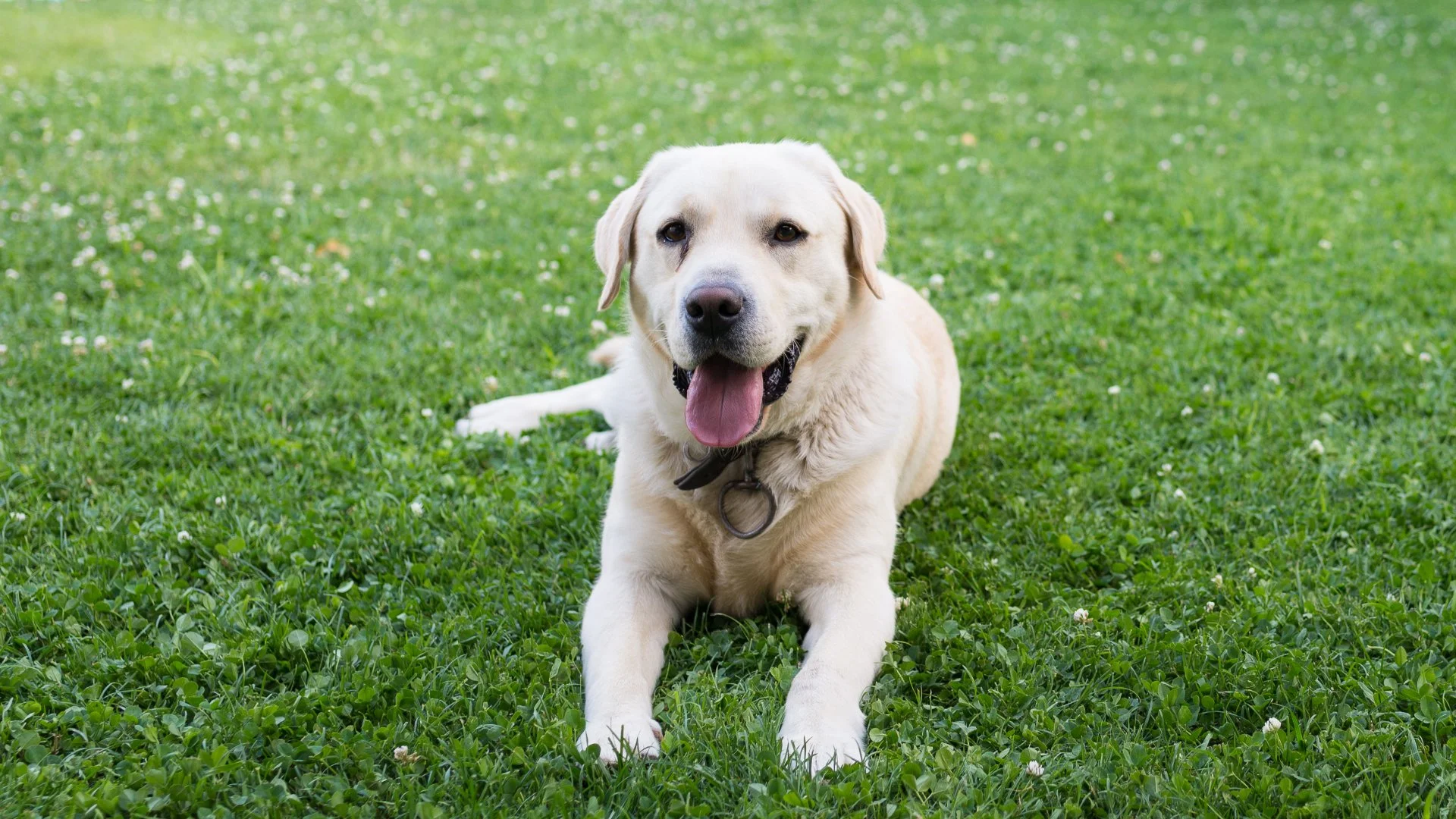 Tips for Keeping Your Pets Safe During a Lawn Fertilization Treatment