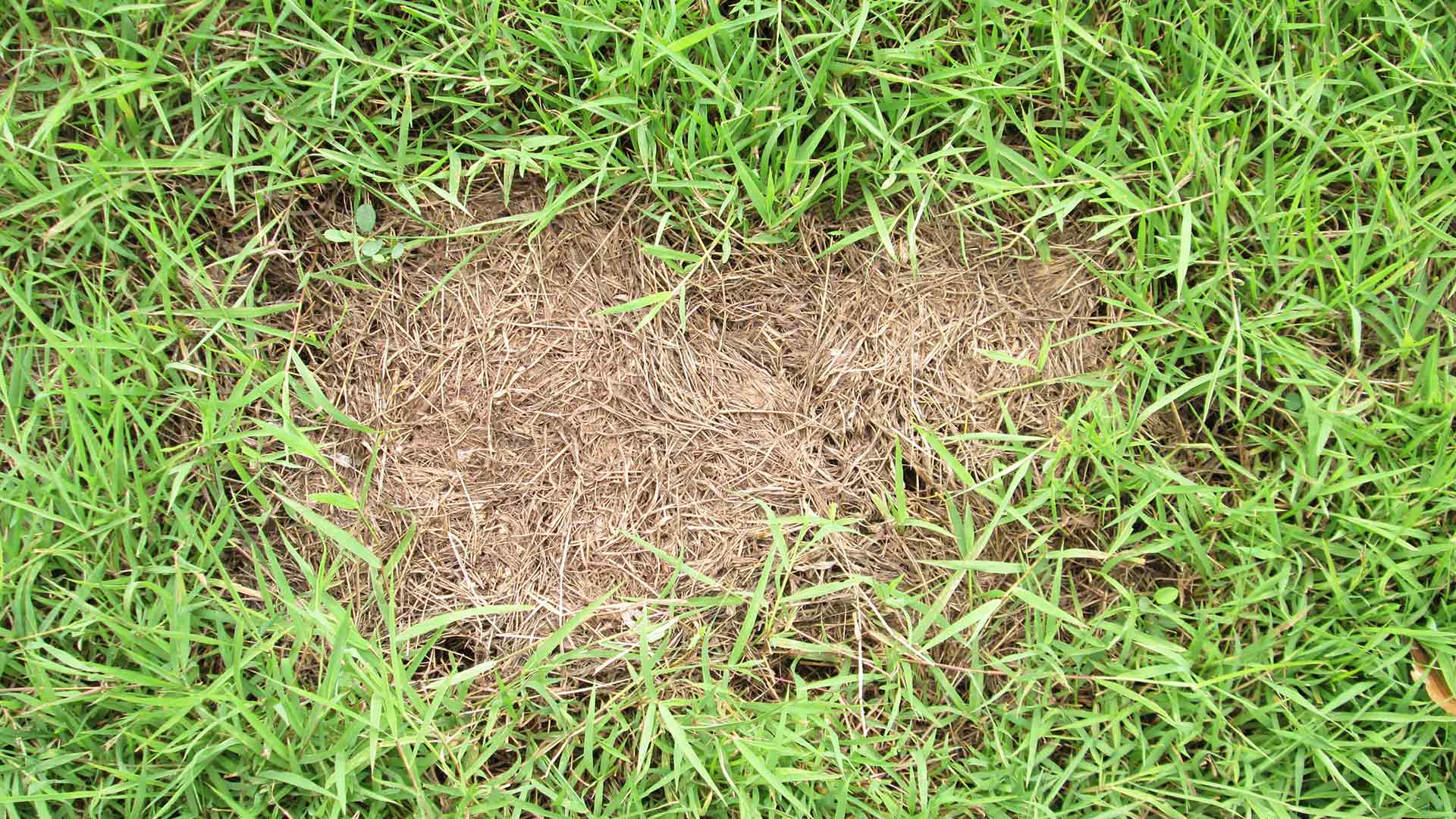 A lawn with dollar spot lawn disease near Wildwood, FL.