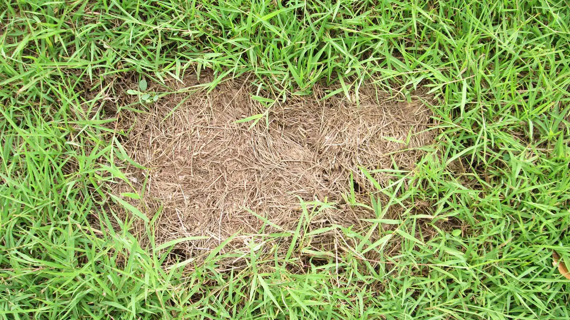 A lawn with dollar spot lawn disease near Wildwood, FL.