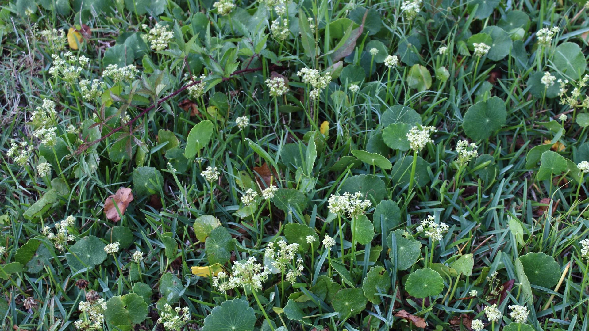 Annual vs Perennial Weeds: What's the Difference?