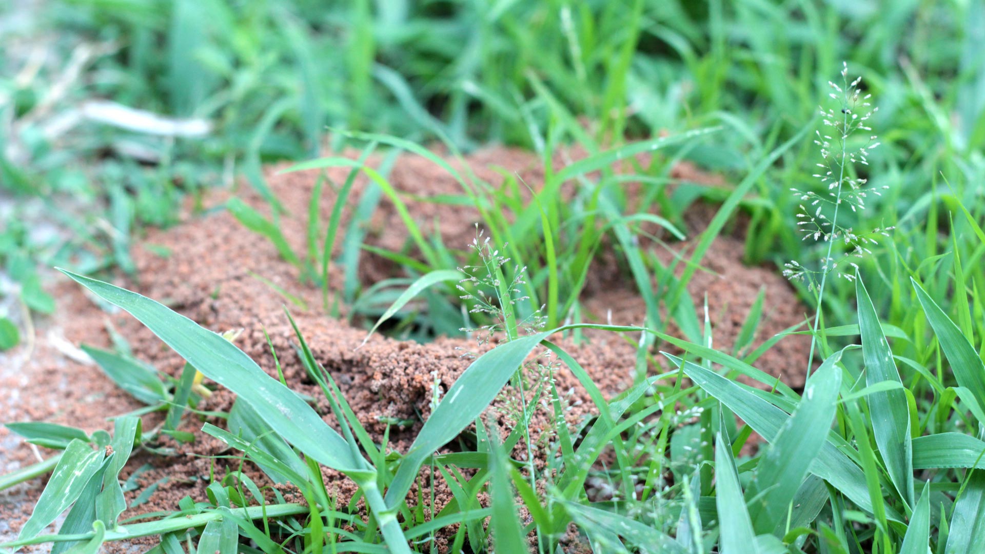 Fire ant hill found in a lawn in The Villages, FL.