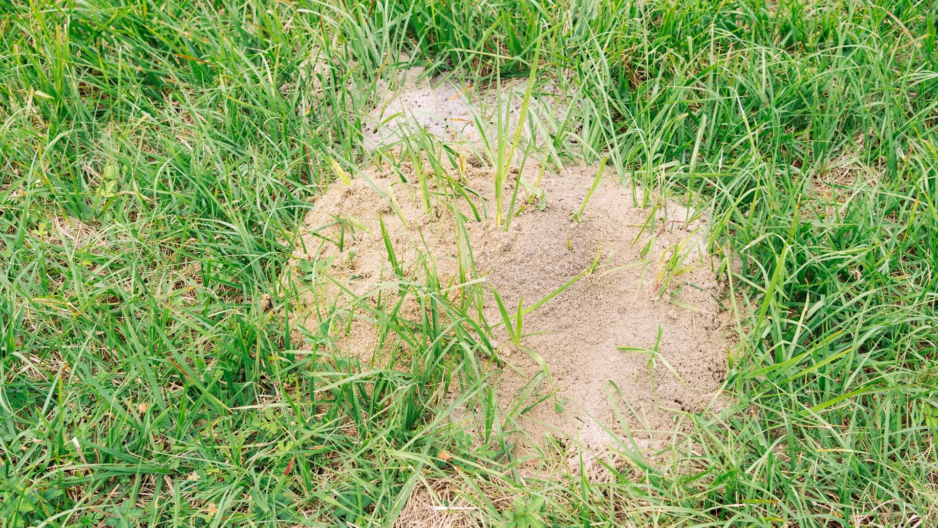 How Long Can You Expect a Fire Ant Treatment to Stay Effective?