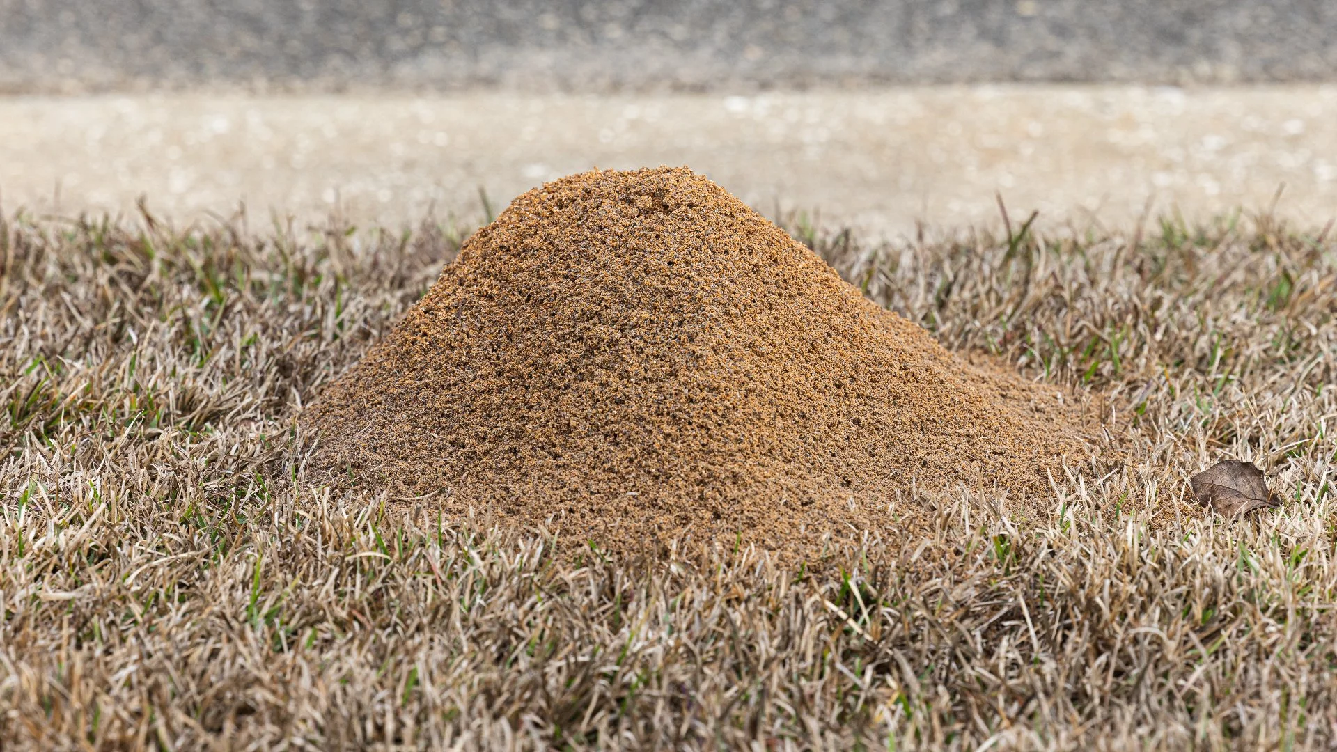 Where Do Fire Ants Tend To Make Their Mounds?