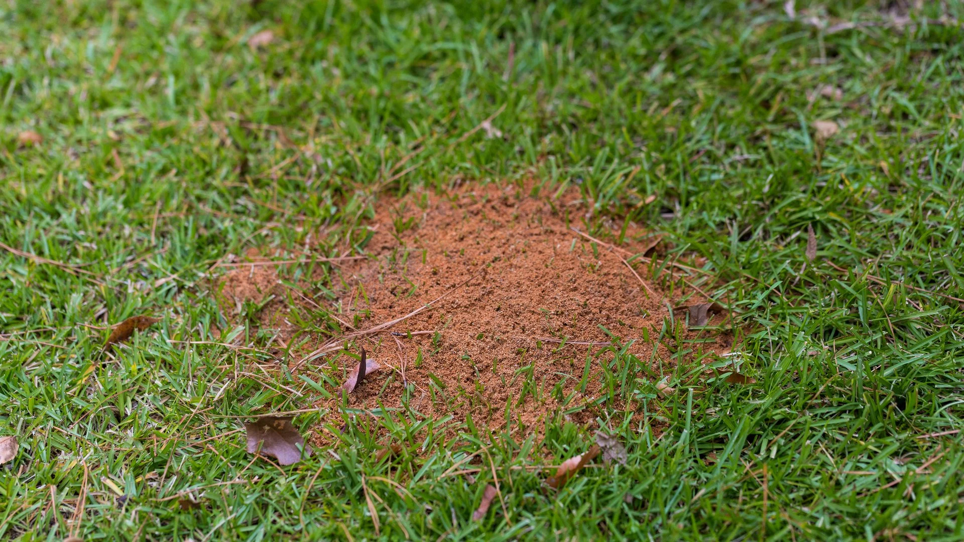 What to Do if You Have Fire Ant Mounds Across Your Lawn