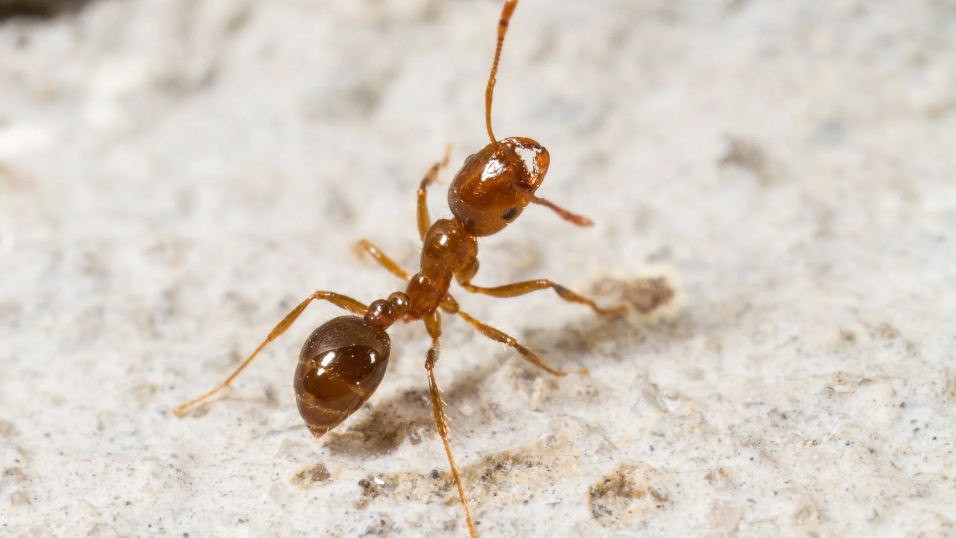 What Can Happen if Fire Ants Bite You?
