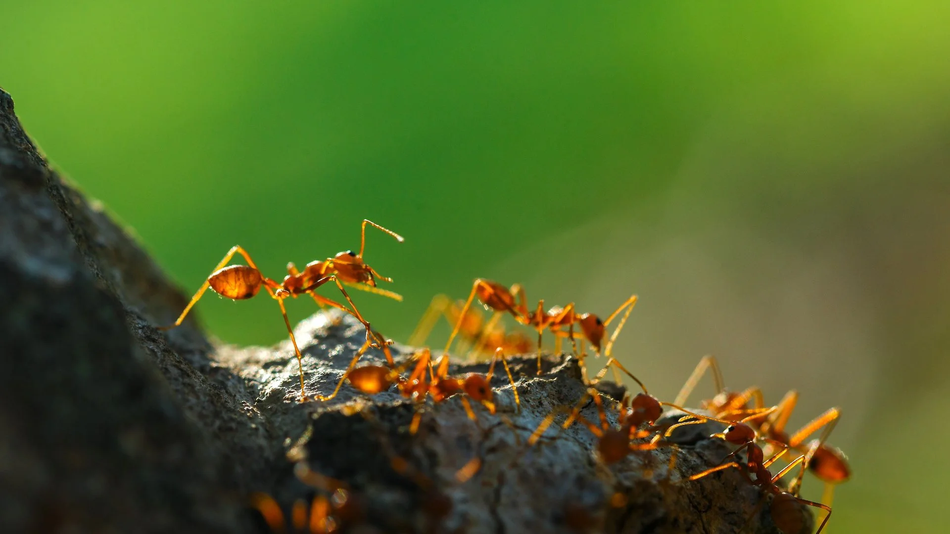How to Get Rid of Fire Ants in Your Yard