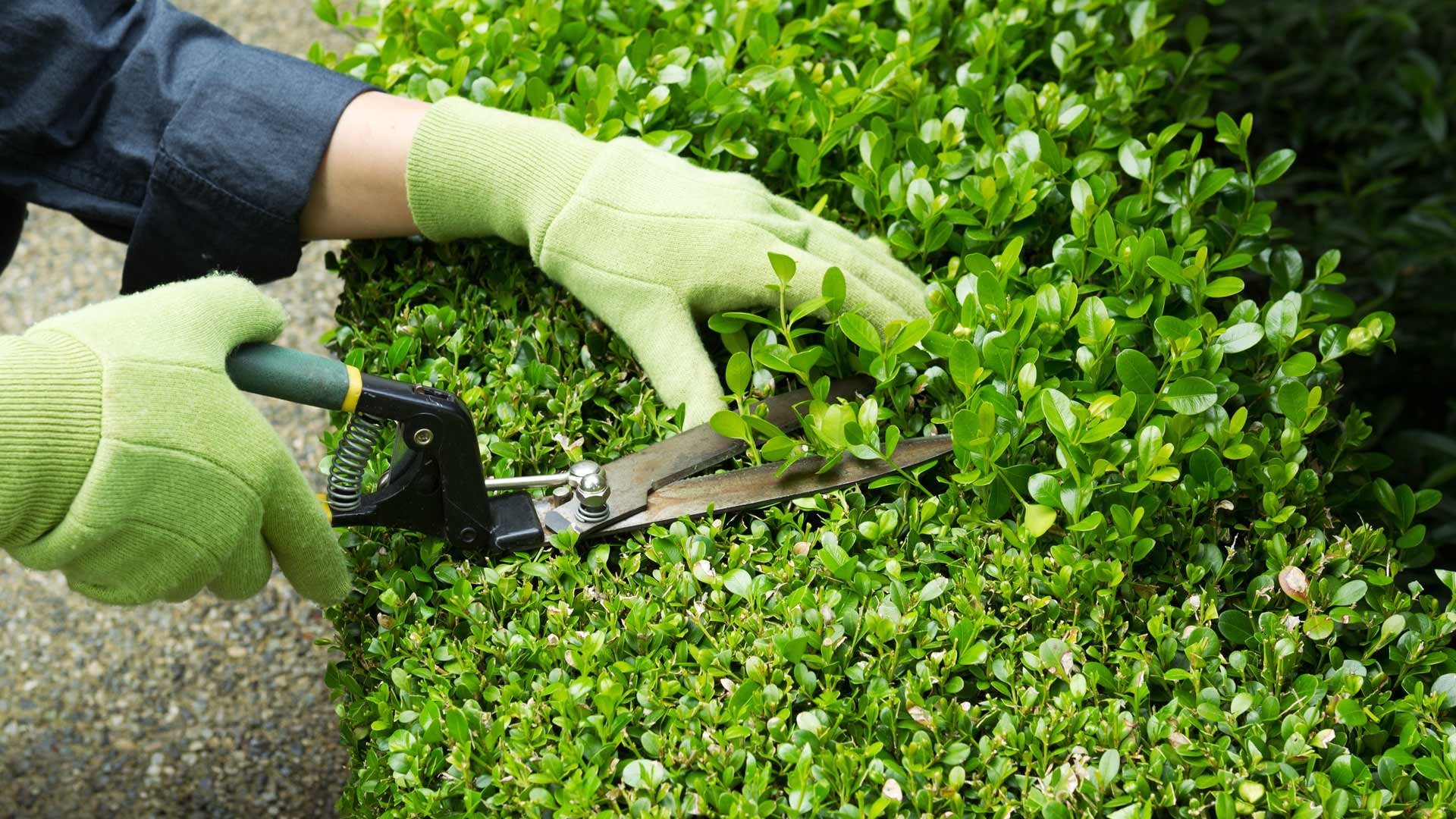 A gloved professional trimming a hedge in Wildwood, FL.
