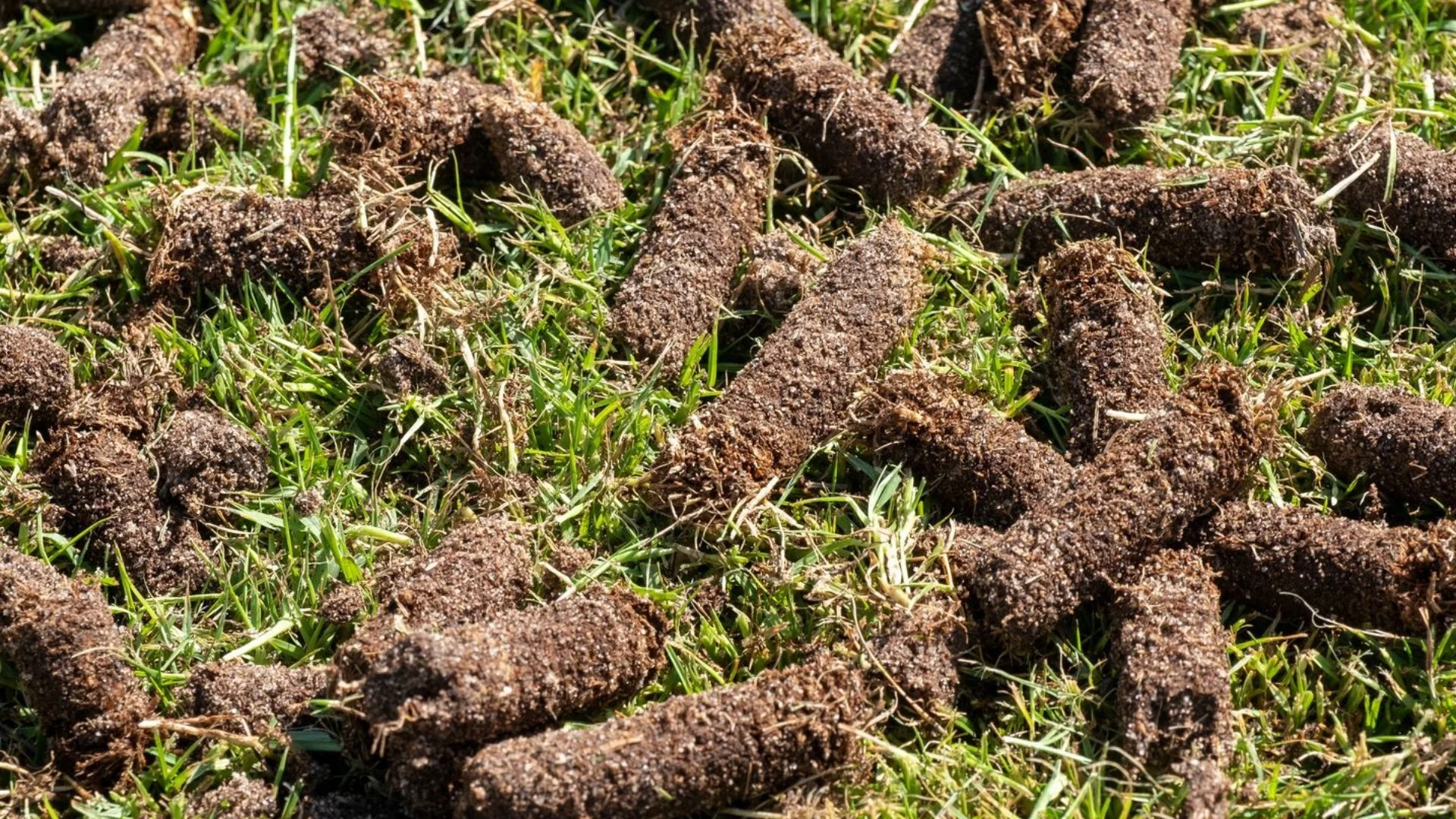 How Does Your Lawn's Soil Become Compacted?