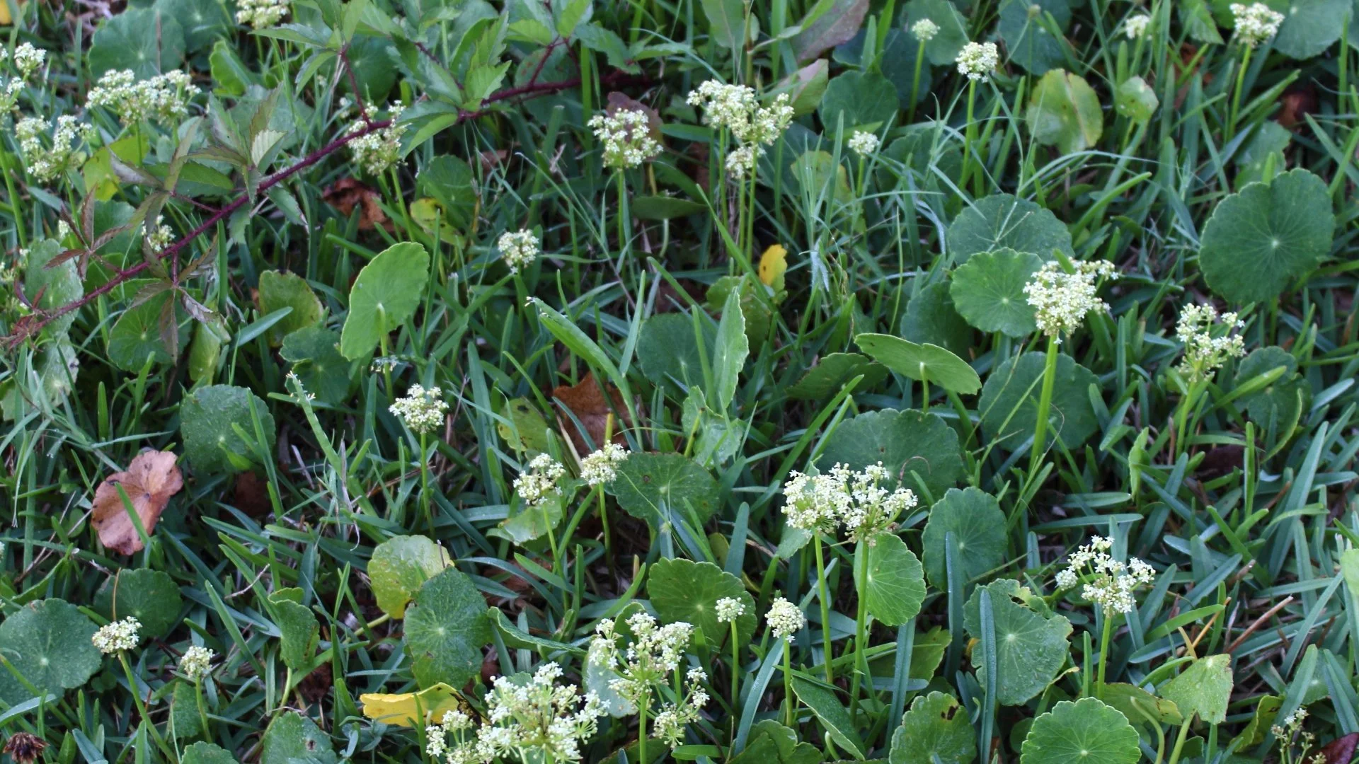 Why Do Weeds Keep Taking Over Your Lawn?