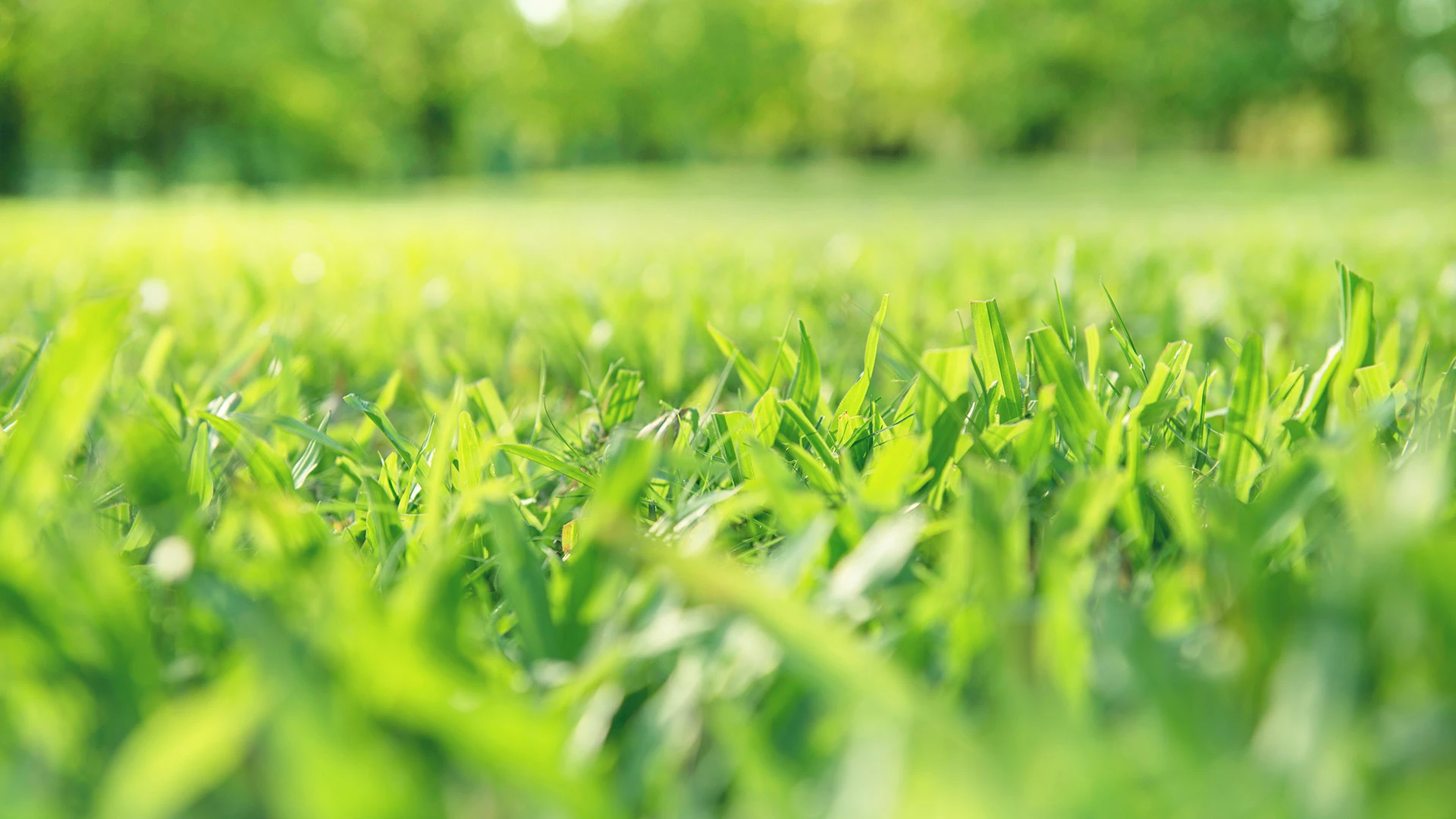 Beautiful lushious grass up close with a nice green row of trees in the blurred background.