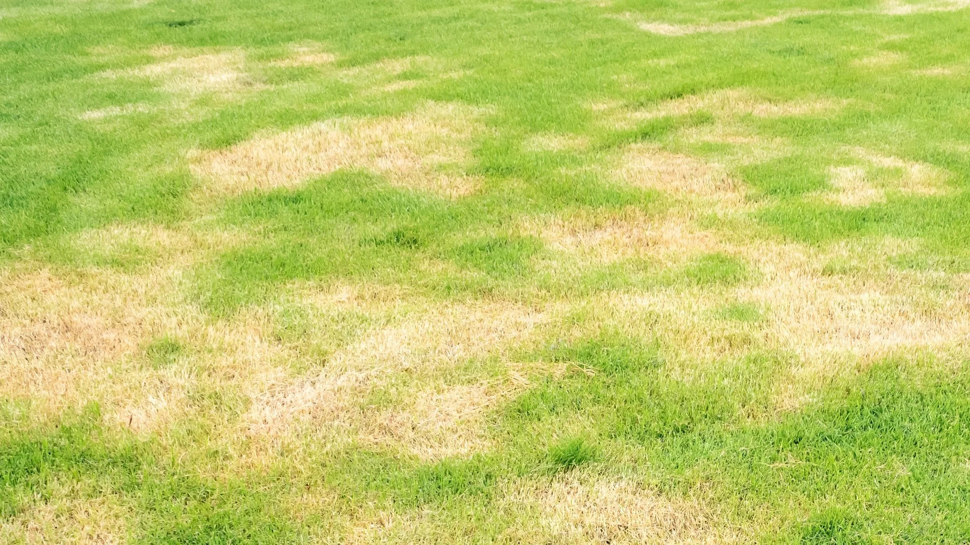 Will a Lawn Recover From Brown Patch on Its Own?