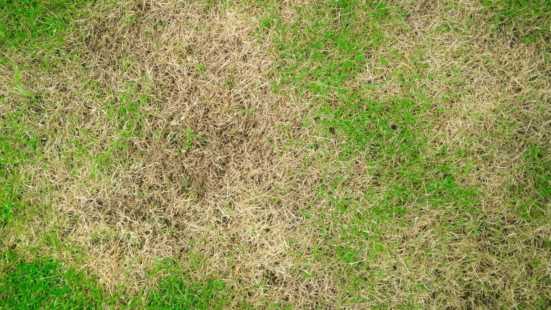 Zoysia Patch Disease: What It Is & How to Stop It