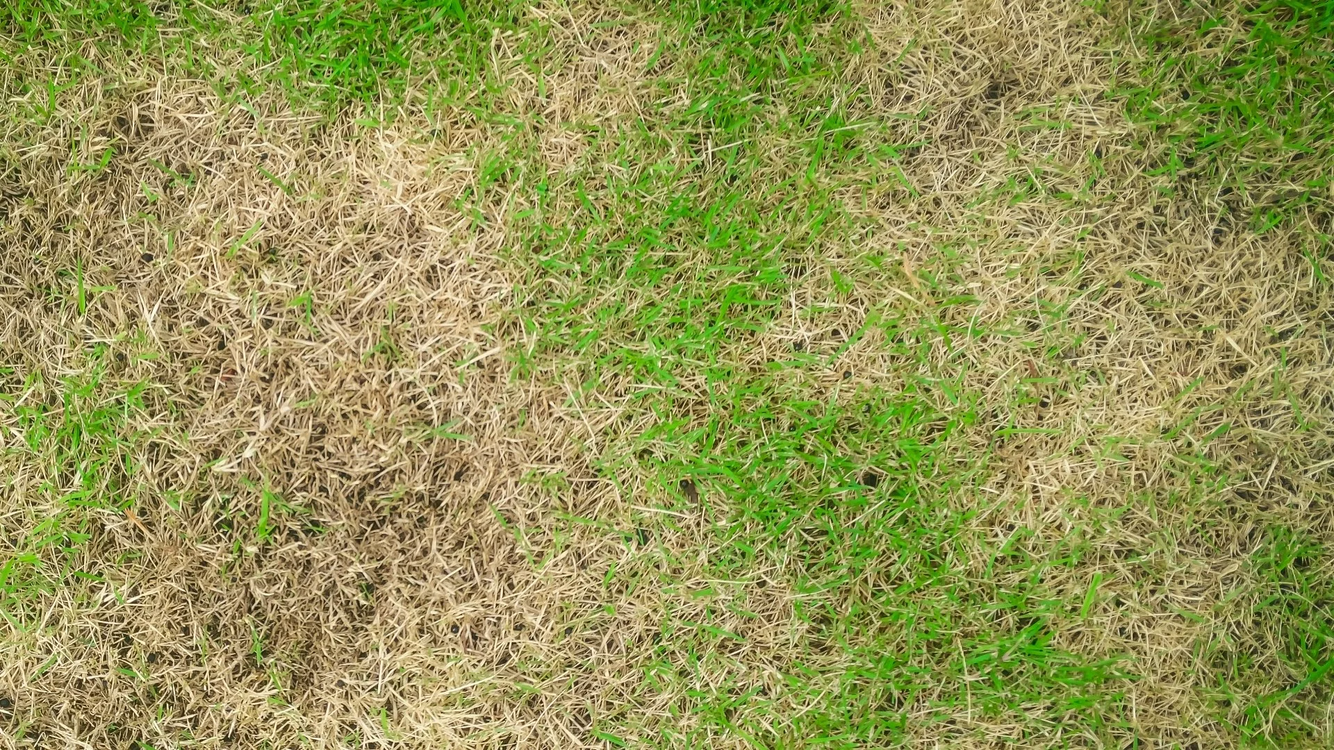 Will a Lawn Disease Go Away Naturally?