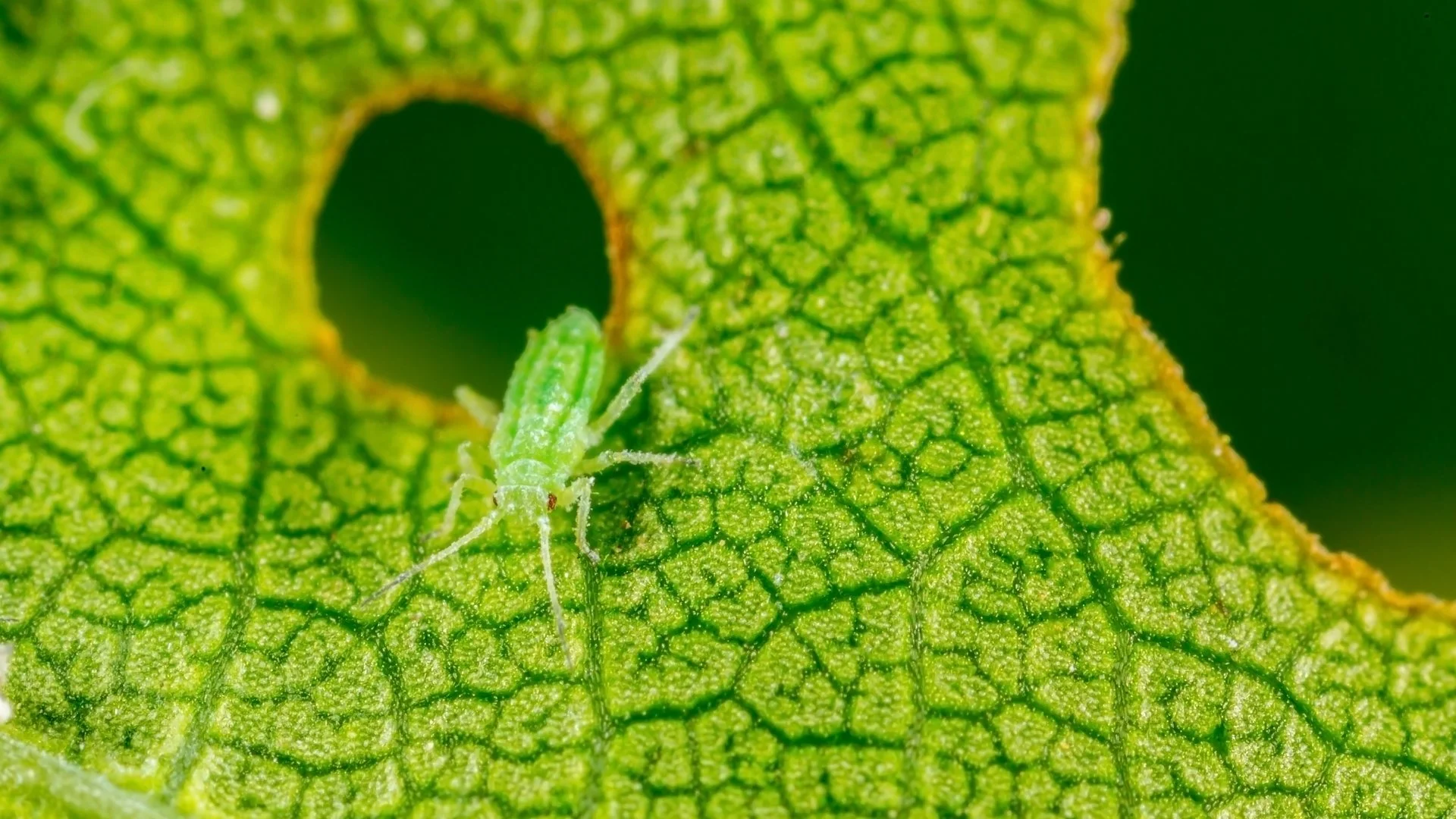 Are Aphids Harmful to Trees & Shrubs?