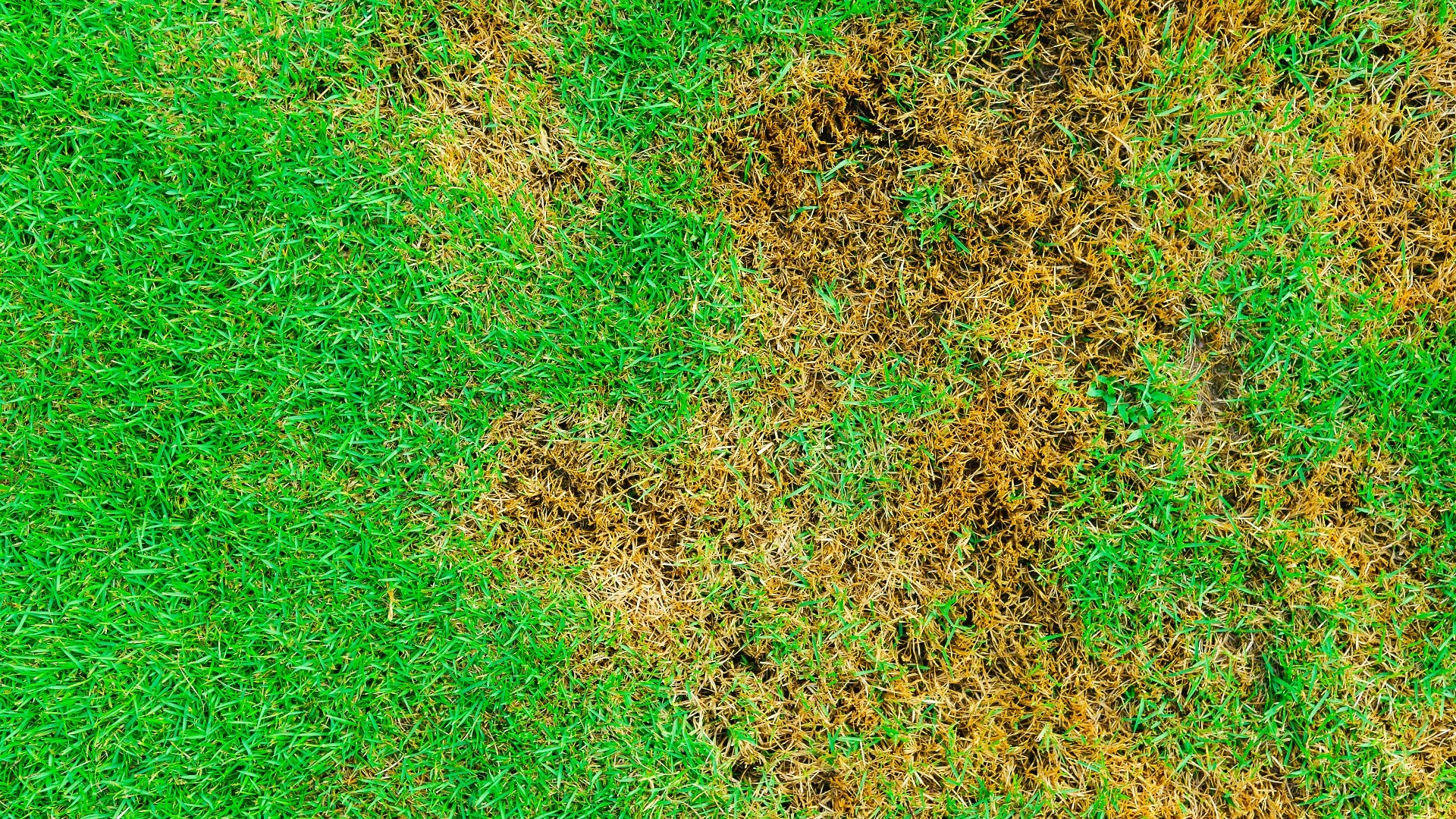 Brown Patch Is a Common Disease That Affects Lawns in Florida