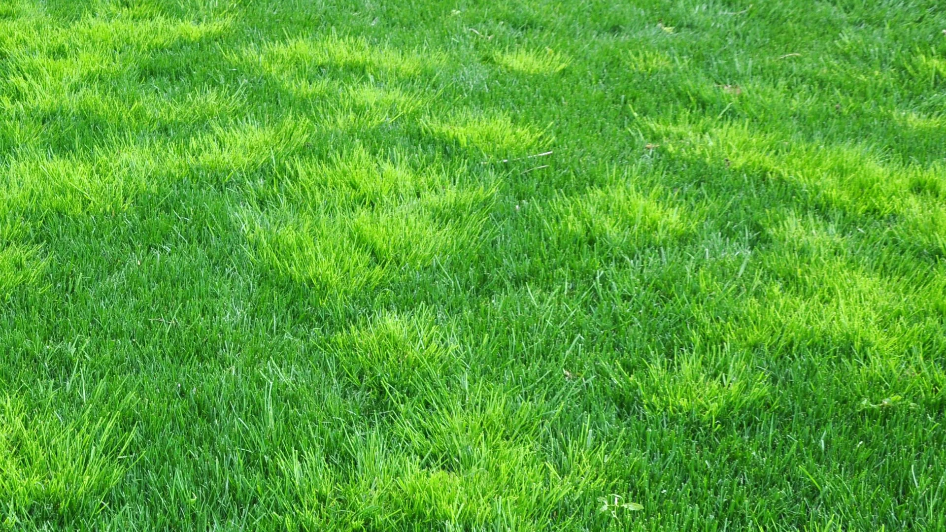 How to Keep Your Lawn Weed-Free: Use These Treatments!