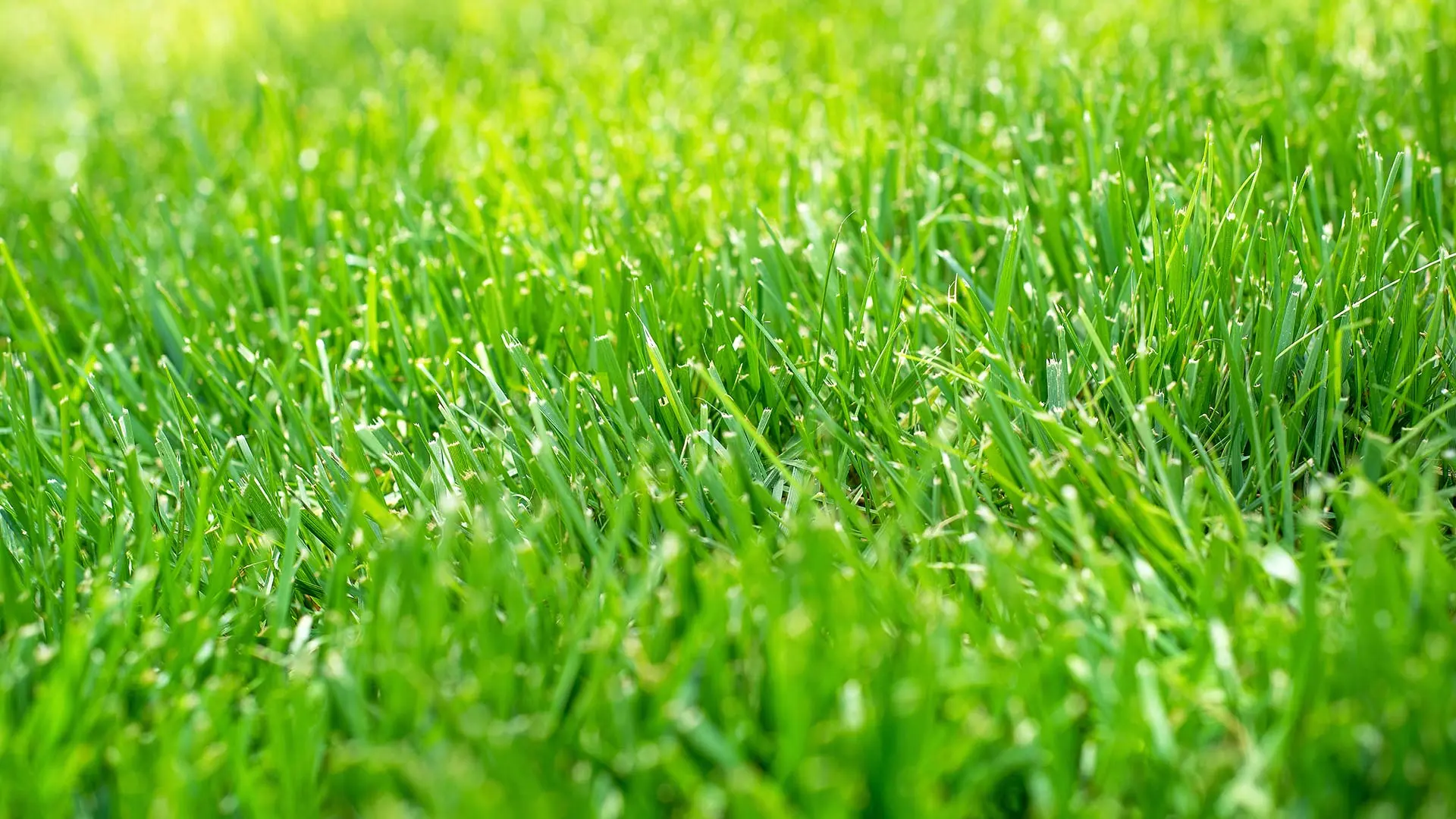 A beautifully spot of grass, so healthy and soft in The Villages, FL and nearby areas.