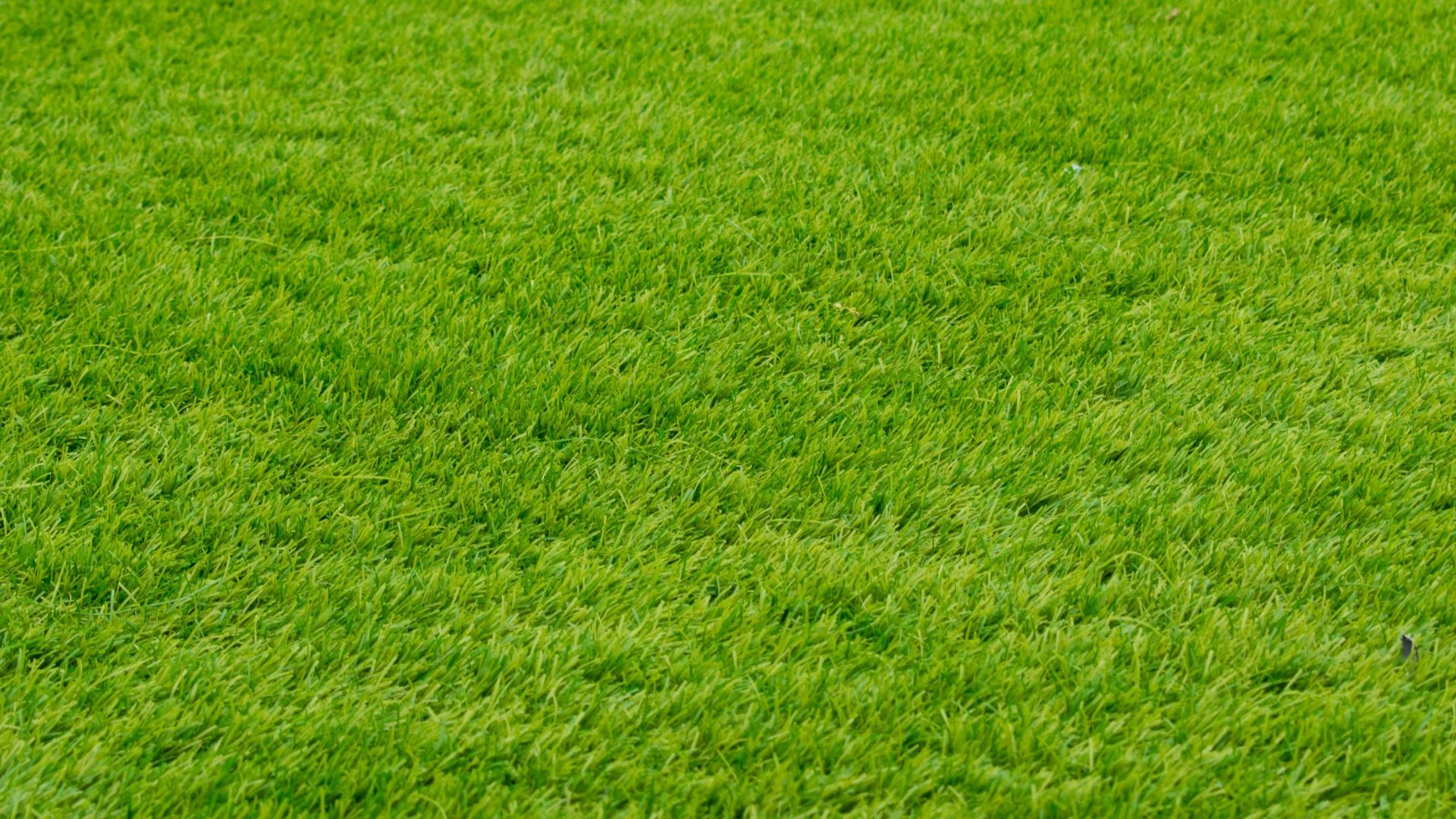 How Soil Compaction Affects Lawn Health