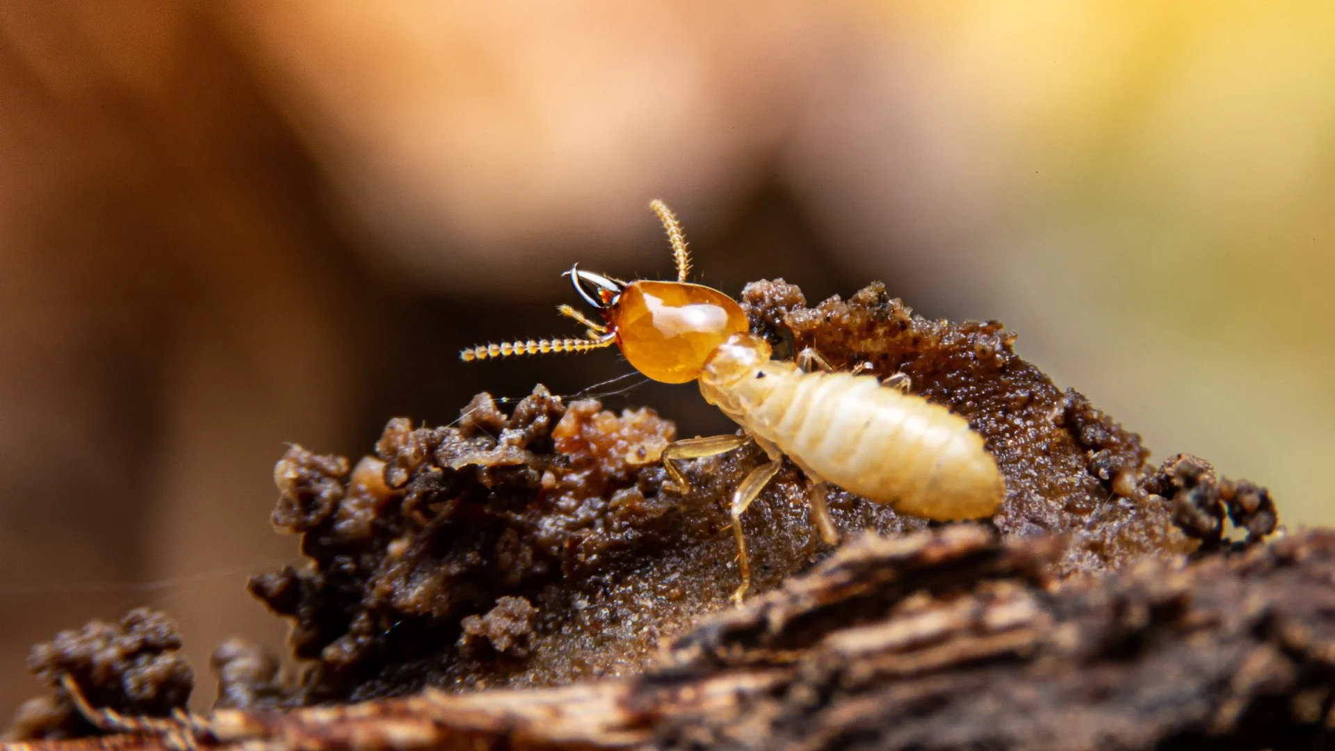 What’s the Difference Between Subterranean & Dampwood Termites?