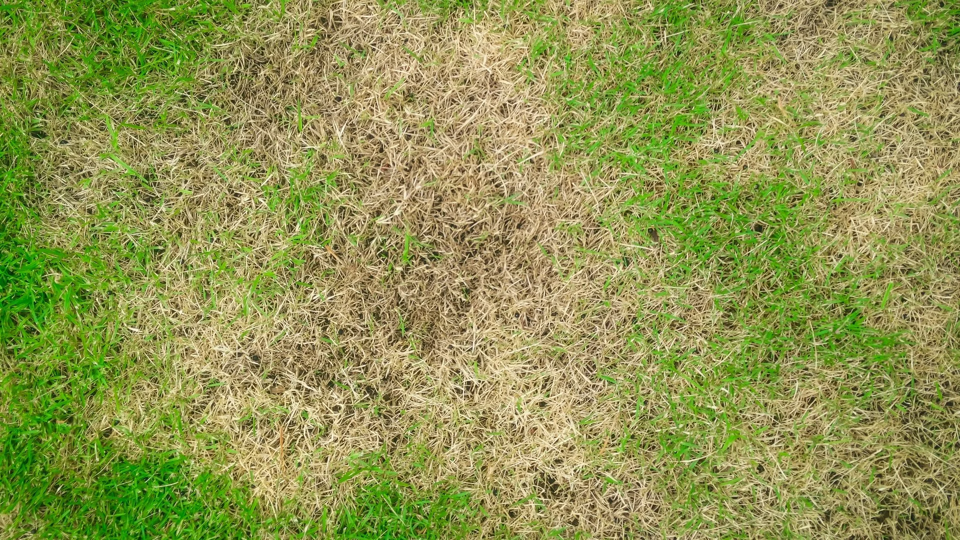 Your Lawn Could Be Turning Brown From One of These Issues!